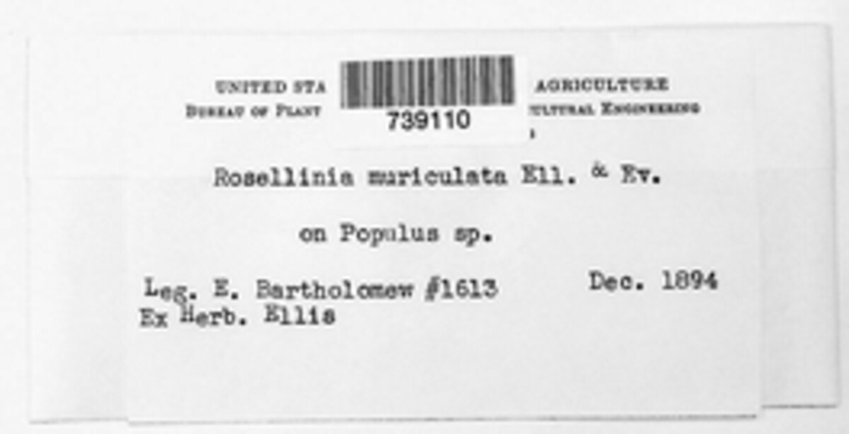 Rosellinia muriculata image